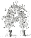 Letter A of Floral Topiary Alphabet Collection Note Cards