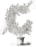 Letter C of Floral Topiary Alphabet Collection Note Cards