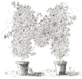 Letter M of Floral Topiary Alphabet Collection Note Cards